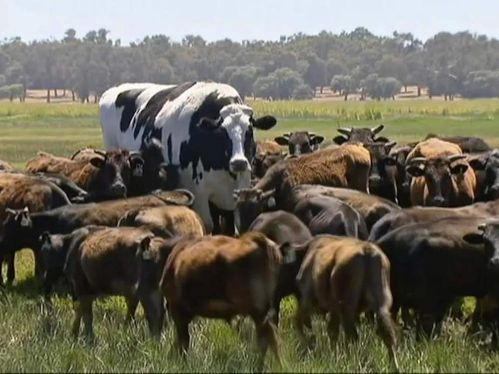 Some cows are verticaly fat